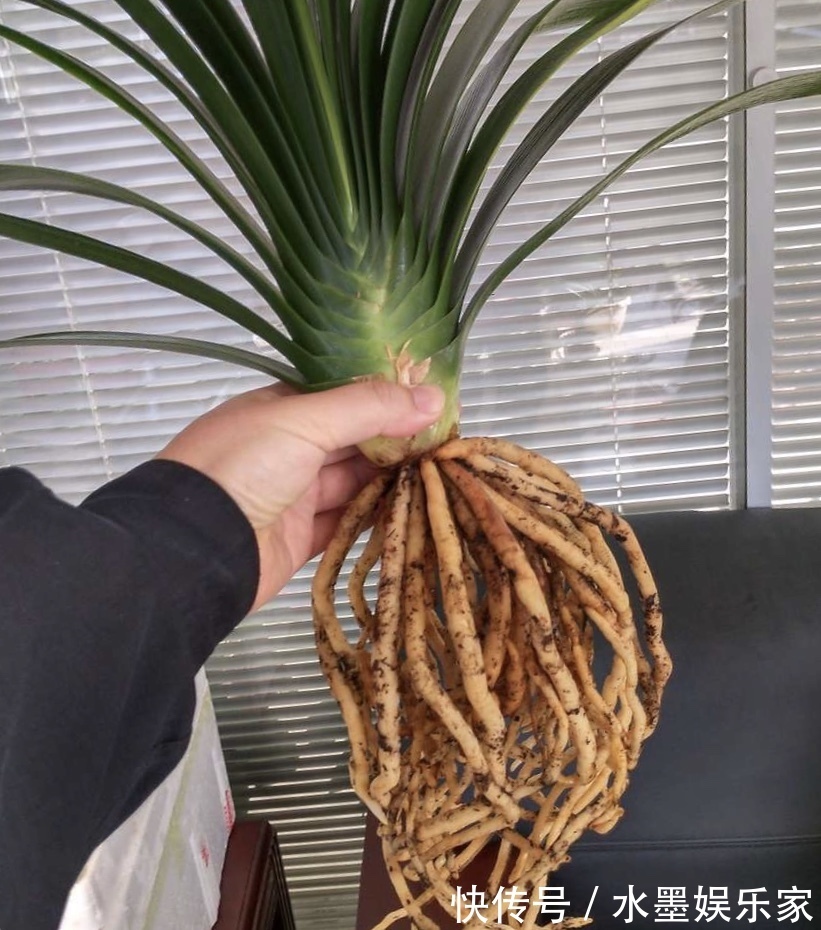 根粗叶绿|路边“捡”3种废弃物,开水烫一烫,养绿萝君子兰“根粗叶绿”