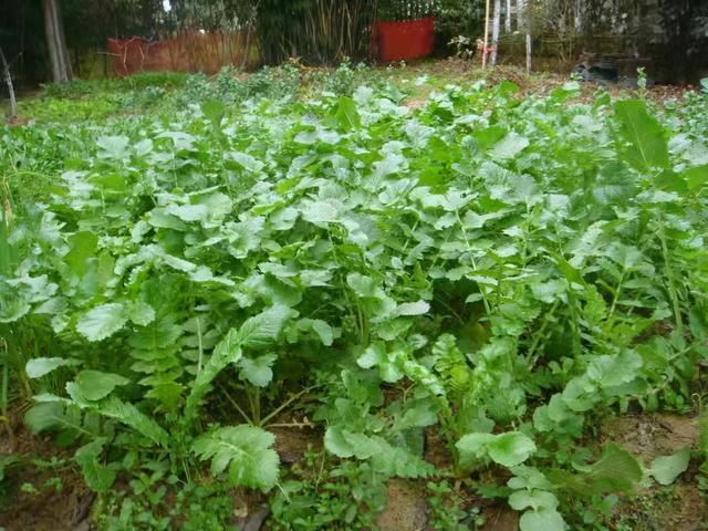 秋冬交替，最该吃此菜，鲜嫩营养又应季，错过了等明年