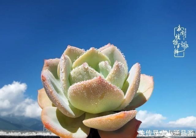 从一颗到500多盆,遇见多肉后,满眼全是你!