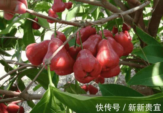 莲雾|常吃以下几种水果,能清热解毒、安神助眠,效果显著