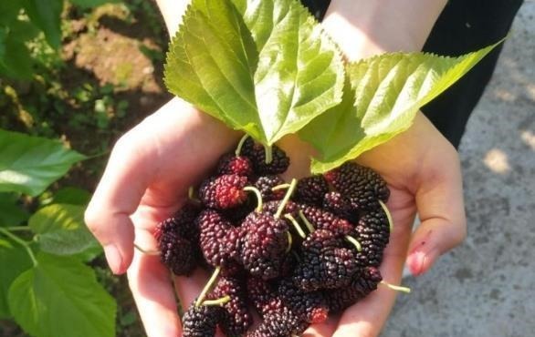 起泡酒|生姜和此物是“天生一对”，睡前吃一点，肾气足，肝也“净”了