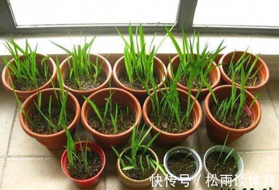 冬天养盆“香水花”,比大蒜还好养,十个颜色轮流开,满屋香水味