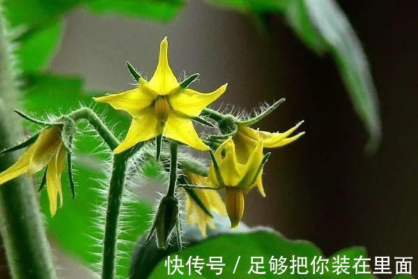 植物刺|有刺植物的刺是如何起源和演变的？有什么类型和效用？