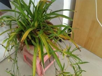 养吊兰有3个小方法,照着做“不干尖、不黄叶”,直冒小崽子