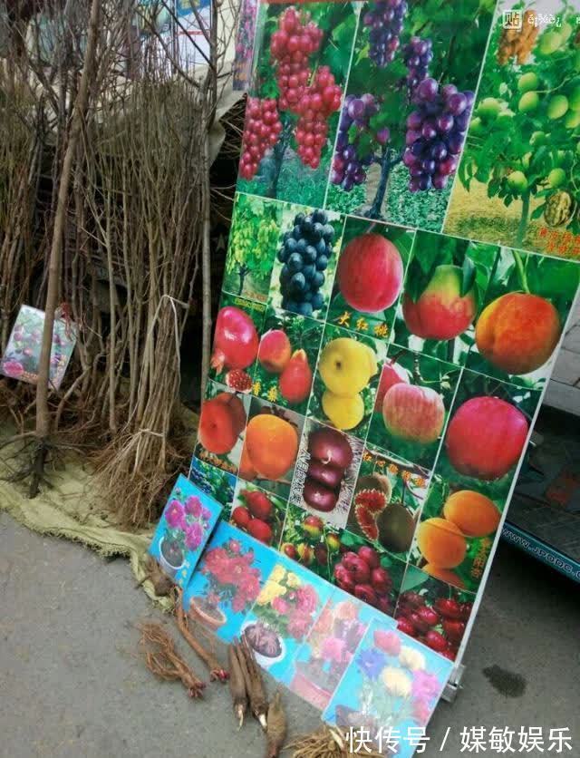 4种“陷阱”花，不适合新手，花店遇到要避开，别白花买花钱