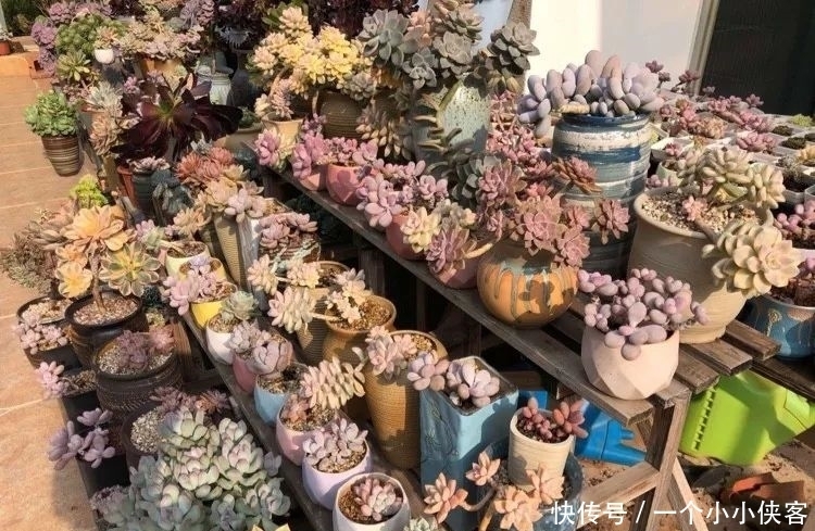 多肉盆栽:强迫症养多肉,必须整整齐齐,一颗也不能乱