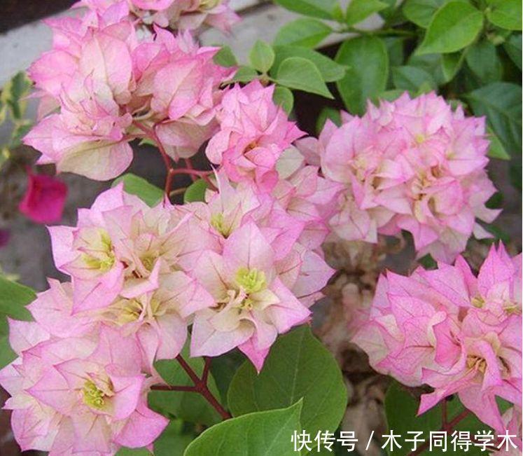 仙气飘飘的几款花卉,迷人的花朵,阵阵花香,优雅迷人