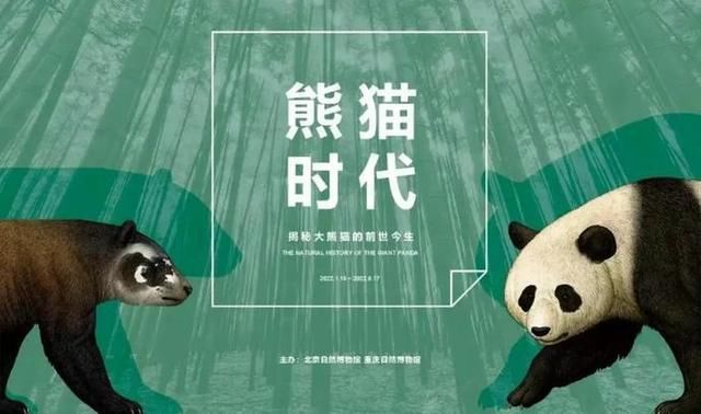 大熊猫|场馆里的春节丨虎虎生福!北京自然博物馆线上线下陪您过年