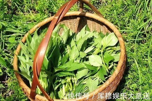 一个月|农村此草遍地都是，拿来洗头，坚持一个月，好处不请自来