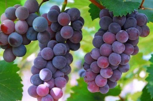 营养物质|女性想皮肤好,不妨多吃此四种水果,补水润肤,延缓衰老,好处多