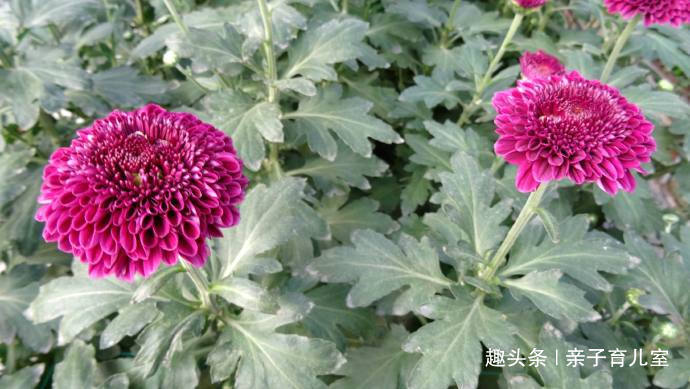 喜欢养菊,那就养”乒乓菊系列“紫乒乓菊,花色妩媚,花形圆满!