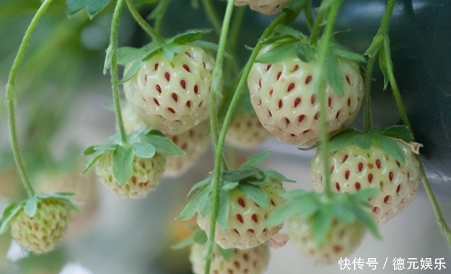 外形像草莓,味道如菠萝的奇特水果,一斤竟要卖200元