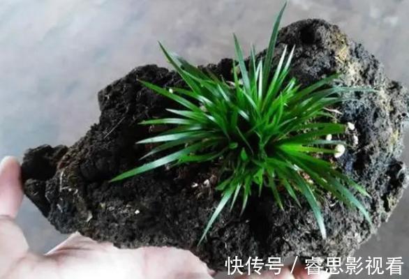 切割|原来石头、空酒瓶养花,不是“凑合”,而是“创意”啊!