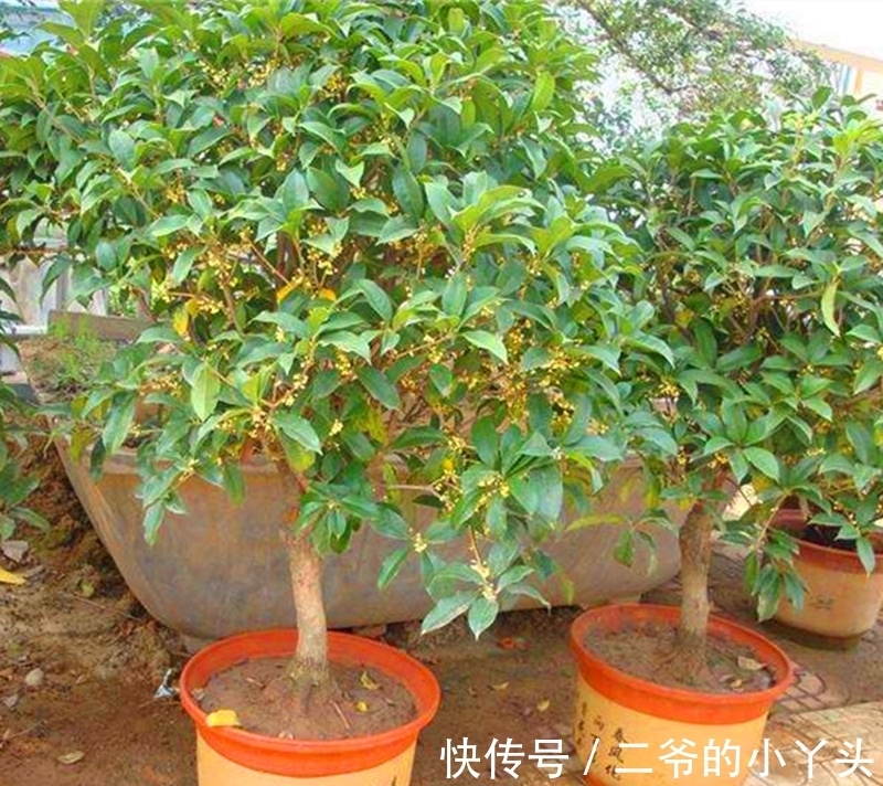 石榴树|家里有院子,就种5种“旺宅树”,观赏收果两不误,吉祥又实用