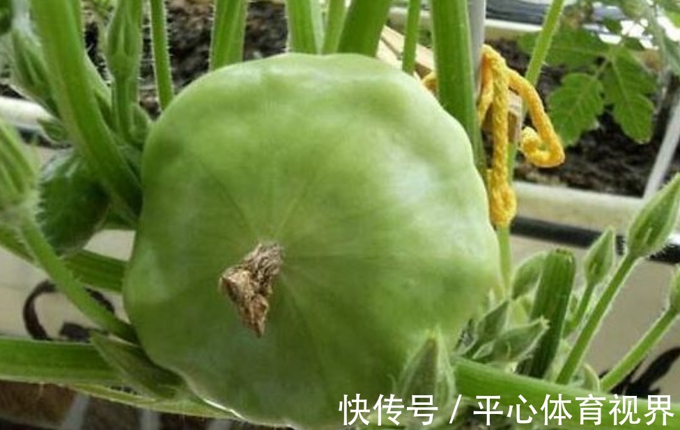 瘦身|村民种植一种飞碟瓜,营养价值非常丰富,可以瘦身减肥