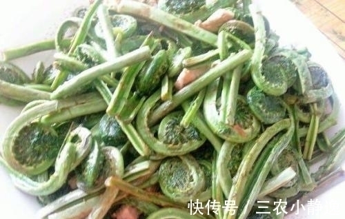 针阔混交林|农村山里的一种野菜,营养价值高,尝一次不容易,见到全部买下