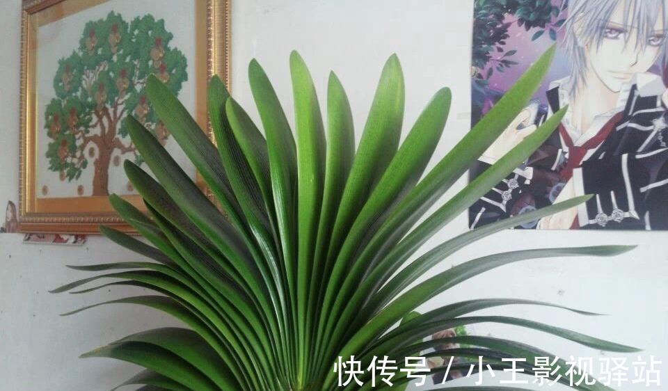 养护|5种“耐阴花”，家里采光差，一样常开花，高端大气又好养