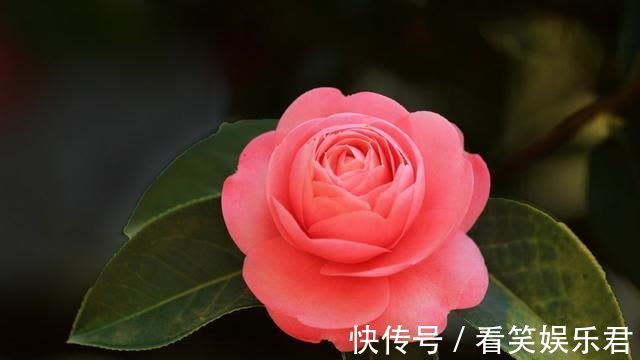 客鬓#「诗词鉴赏」山茶花开时,十一首山茶花的诗词,烂红如火雪中开