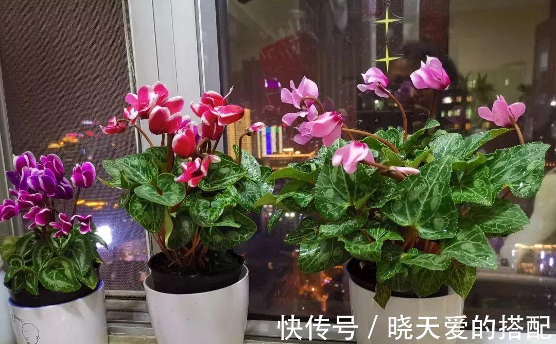 适合十月养的“14种花”，成活率高，能早日开花，喜欢别错过