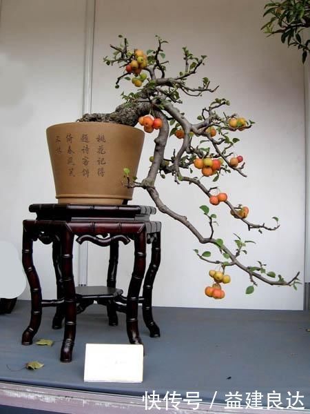 极品水果盆景,这辈子能有一盆,就值了