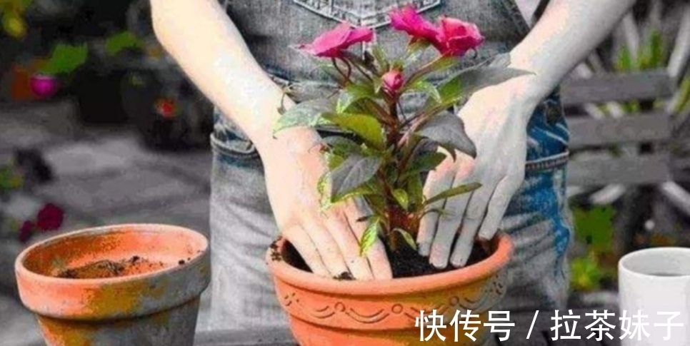 养花小技巧，花盆下面垫5种“东西”，可避免出现烂根黄叶