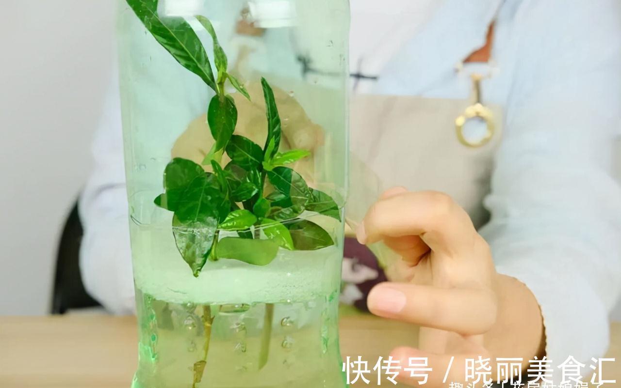 养花新手时常犯的5个养花错误，看似很美丽，实际很费钱