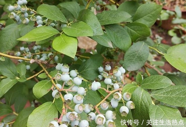 家中院子里，秋天栽3种果树，成活率高，来年早结果！