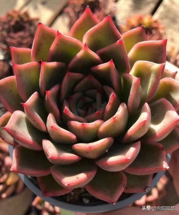 光合作用|秋天到了光照减弱，多肉搬到户外，昼夜温差大，容易出状态