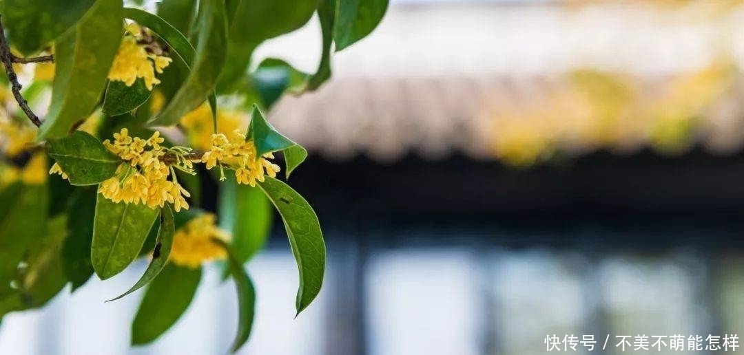 秋天|秋天,是桂花味的.....