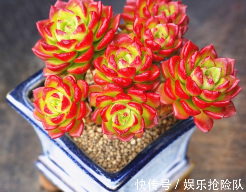 伤口|多肉长花箭该如何处理？除了剪掉，还要这么处理花箭和术后母株