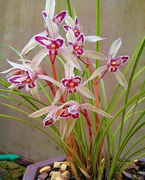 曾被抢购一空的兰花,以前一苗值千金,现在几块钱,花型独一无二