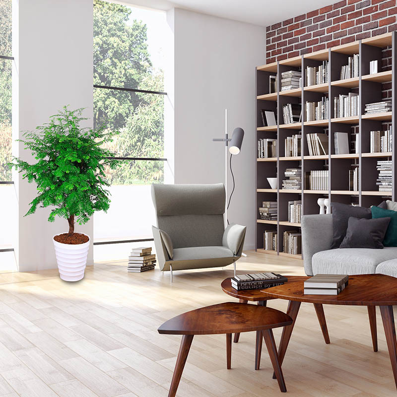 再三提醒不管在哪,要是看见到这种树苗,立马挖走种回家