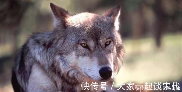 苏东坡|上联:“良犬如狼失点狠”, 苏东坡试对的下联太经典