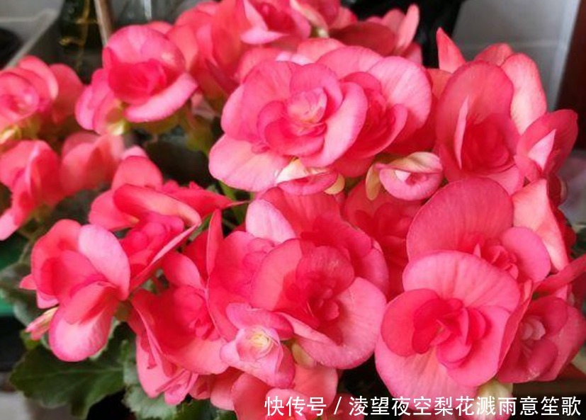 漂亮|“4种花”随便一养就爆盆,开花多、长期长,漂亮又好养!