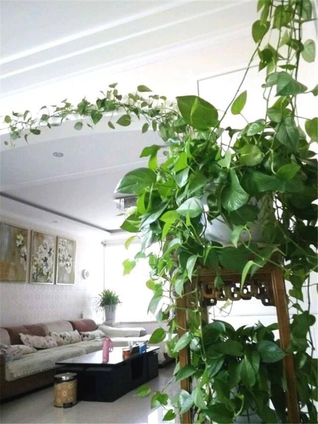 只用|立秋后养绿萝,别只用“清水”,加点它,叶子油绿,一蹿2米长