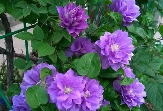 养花10年的李小姐,只养“1种花”,没想到,花盛开后,人见人夸