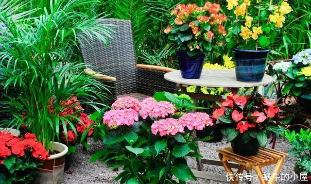 养花“学一招”,不花钱,家里也能成小花园
