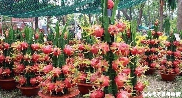 这“2种”水果,剪根枝条插土里,15天生根,2年结果,果子吃不完