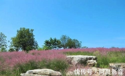 花海|一大片粉色花海来袭，秋天在主城也能打卡粉黛乱子草