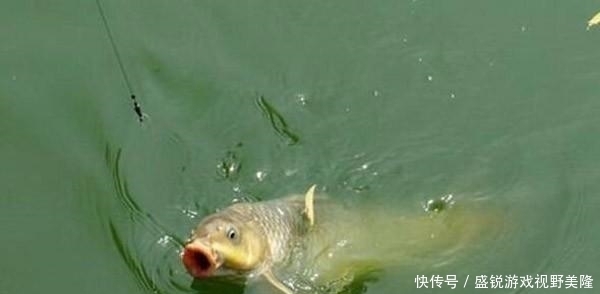 野钓|野钓突然停口的原因