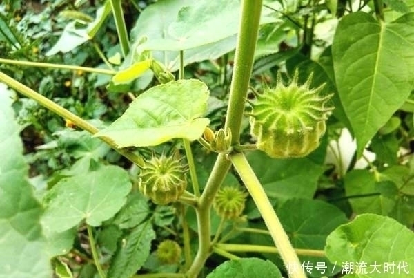 苘麻子|农民叫“磨盘草”,全身都是“宝”,还能用来榨油,100元一斤