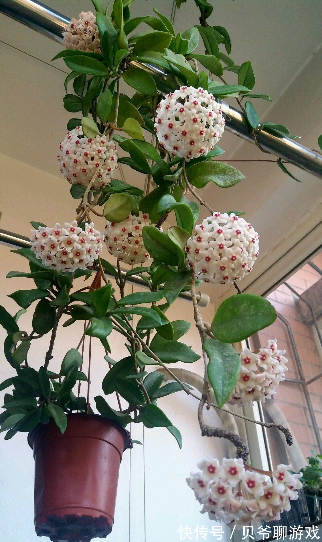 常春藤|9种流行“网红花”,挂起来更漂亮,串串花墙,垂下2米长