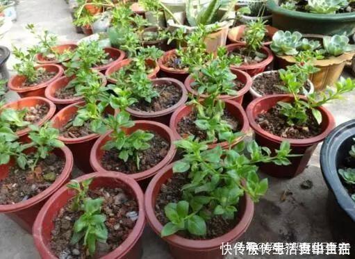 太阳花|这6种花，现在扦插正当时，7天生白根，当年能开花，新手也可以