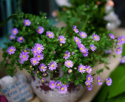 马上五一，建议家里有条件的，种上这三种花，一年四季爆不停！