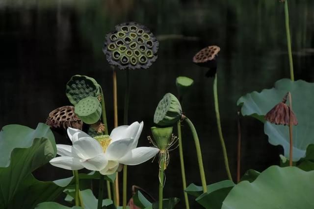 七夕|杨鑫诗词20首:落日多情犹识我，雪花无主恰依风