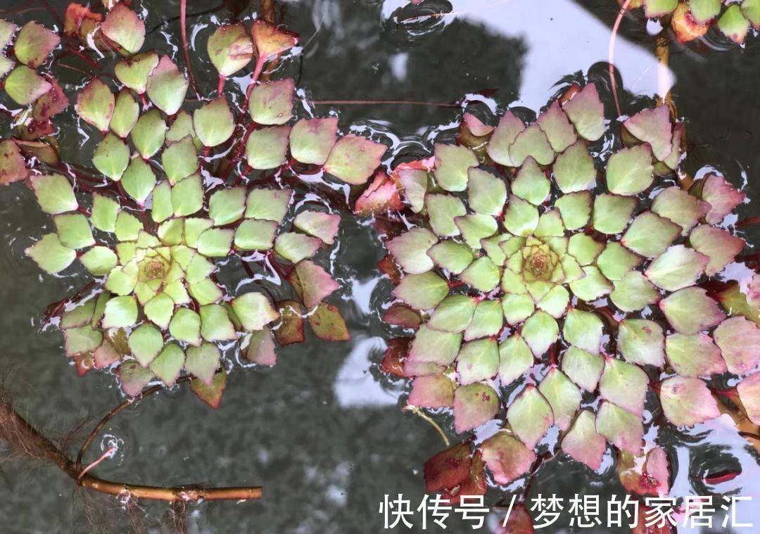 10种花太能喝水，一天一瓢水，7天爆满缸