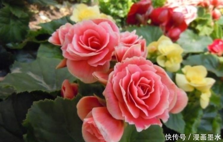家里阳台必养此款花卉,耐寒易打理,一年四季都赏花