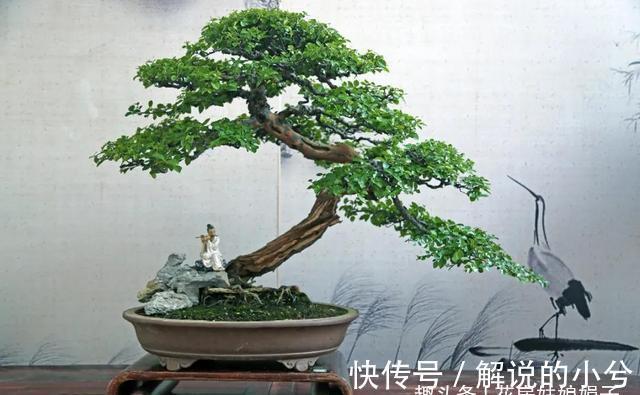 养花要先养根,根系弱植株也会生长不良,做好6点,养出强壮根系