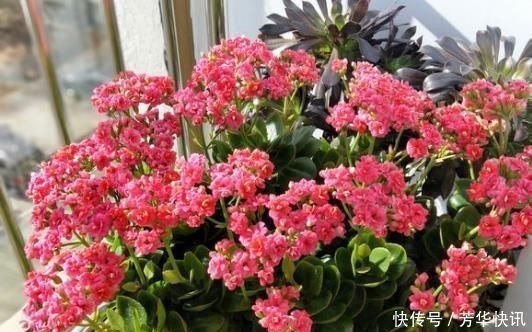 开花|养长寿花,左右剪一刀,打开“开花开关”,花量多一倍,爆成花球