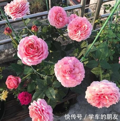 养花别养太贵的,这些花卉几块钱一大把,回家养盆里能开整个春天!